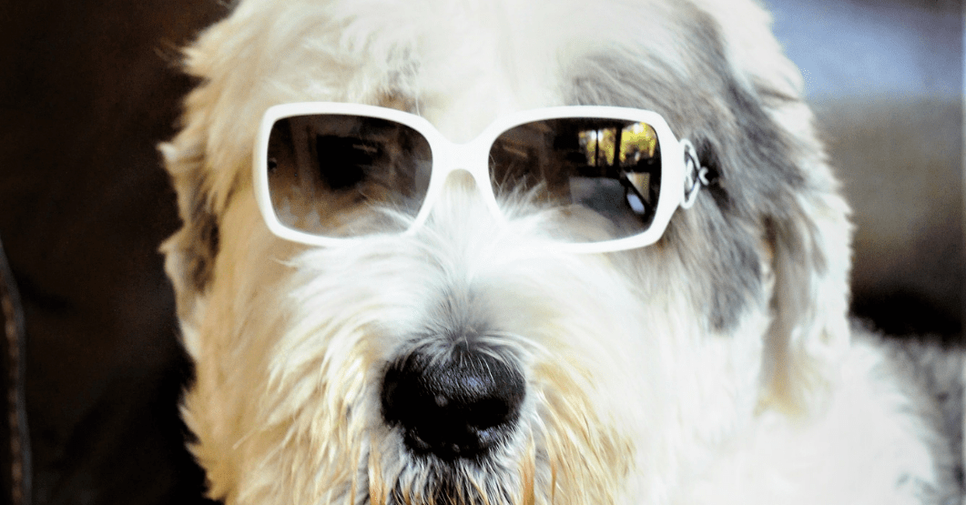 are sunglasses good for dogs
